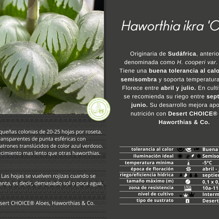 Haworthia ikra'OB-1' (H. cooperi var. truncata)