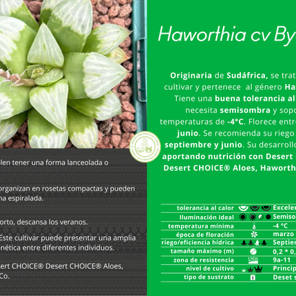 Haworthia 'Byakuya'