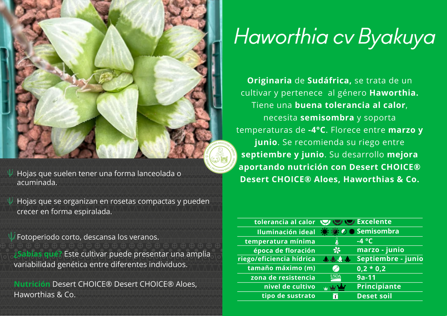 Haworthia 'Byakuya´