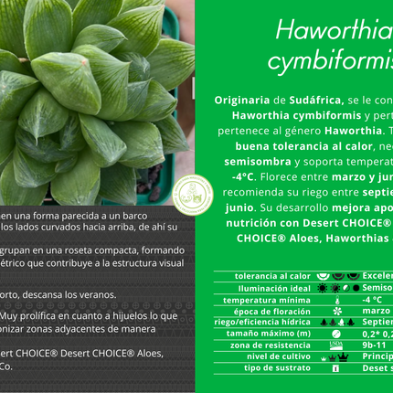 Haworthia cymbiformis var. Cymbiformis