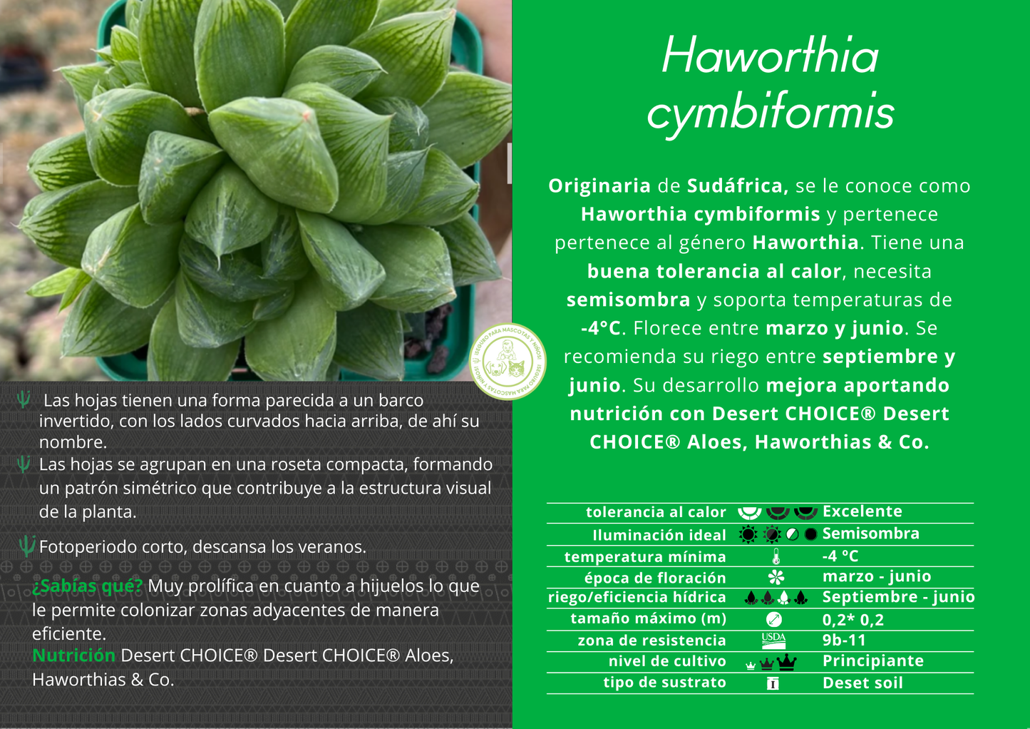 Haworthia cymbiformis var. cymbiformis