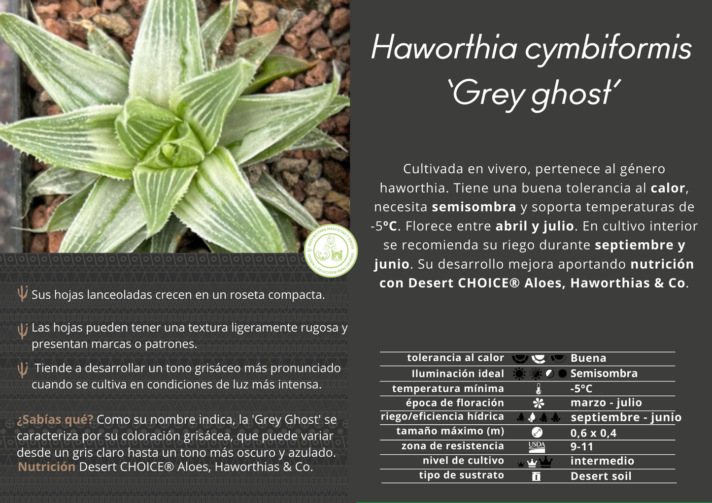 Haworthia cymbiformis 'Graues Gespenst'