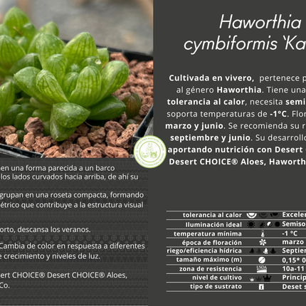 Haworthia cymbiformis ‘Kawai’