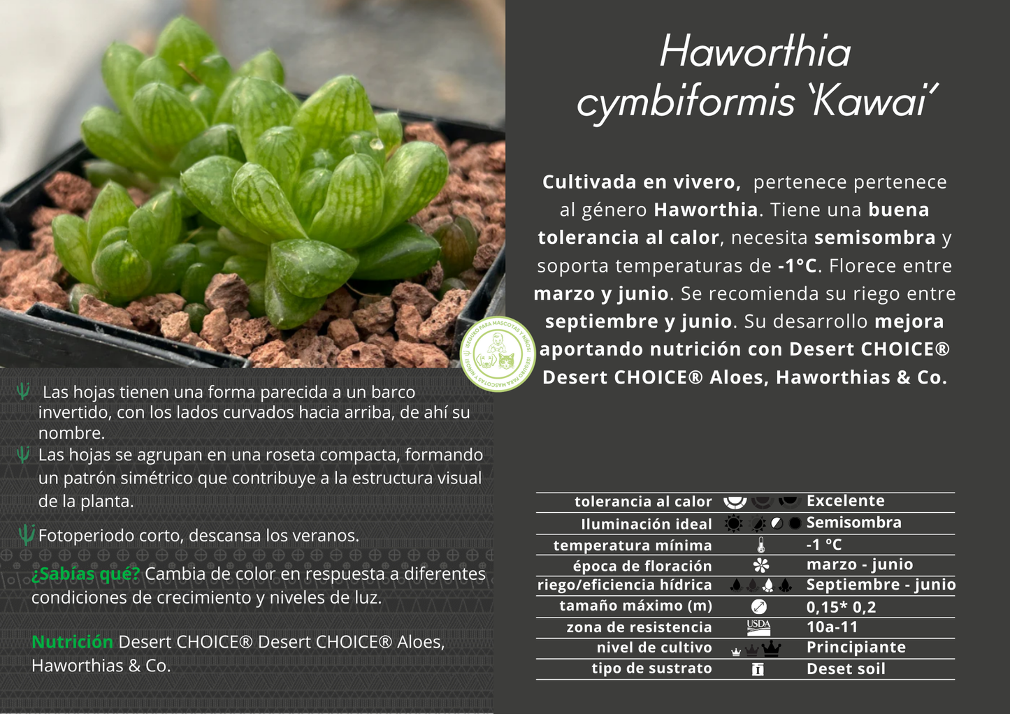 Haworthia cymbiformis 'Kawai'