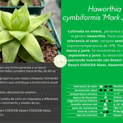 Haworthia cymbiformis 'Mark Jacobs'