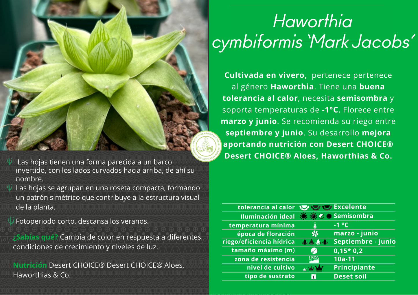 Haworthia cymbiformis 'Mark Jacobs'