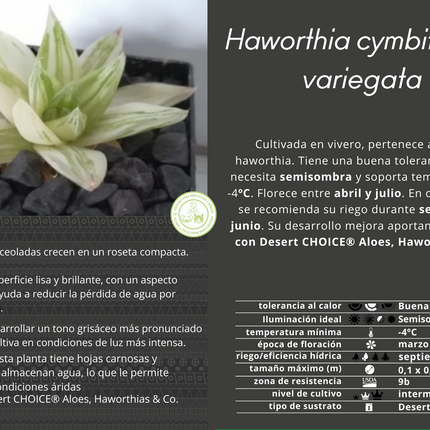 Haworthia 'Garaduken Shirofu'