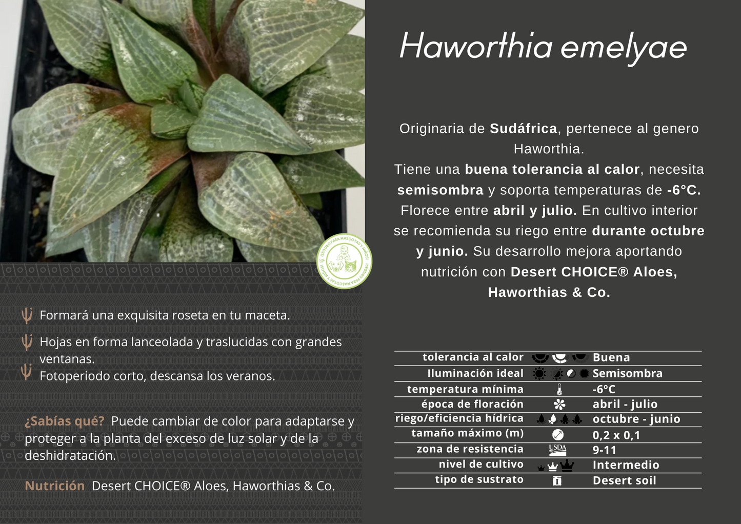 Haworthia emelyae „vorbildlich“