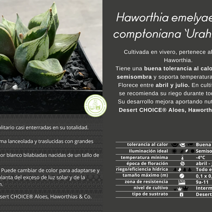 Haworthia cv. 'Urahnnya'