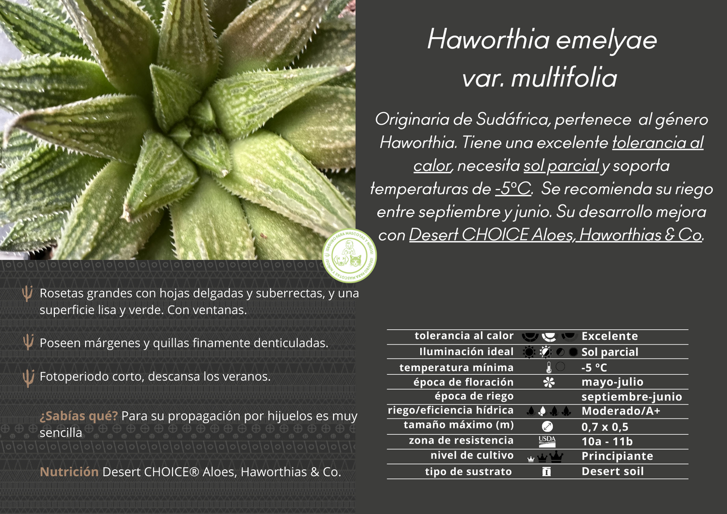 Haworthia emelyae var. Multifolia