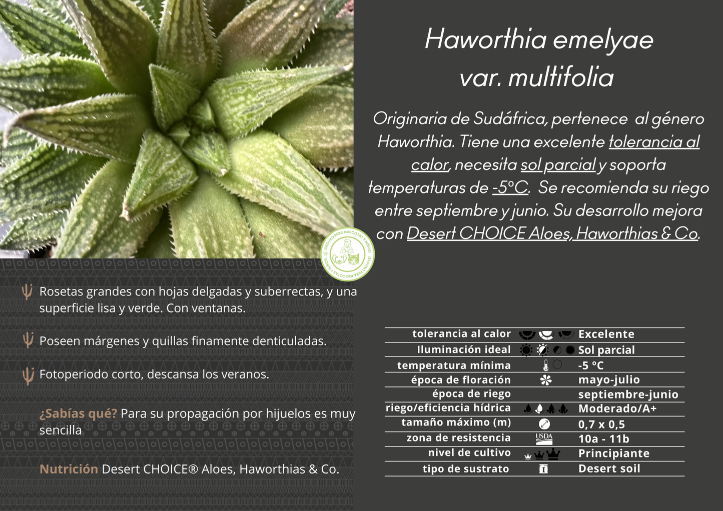 Haworthia emelyae var. multifolia