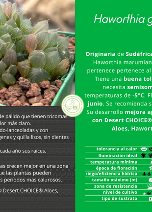 Haworthia gordoniana
