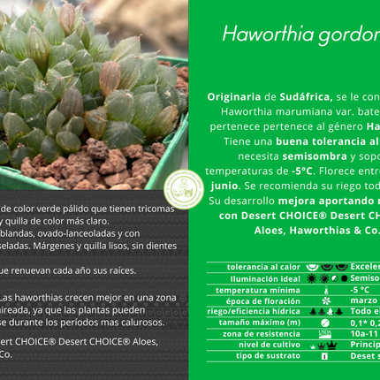 Haworthia gordoniana