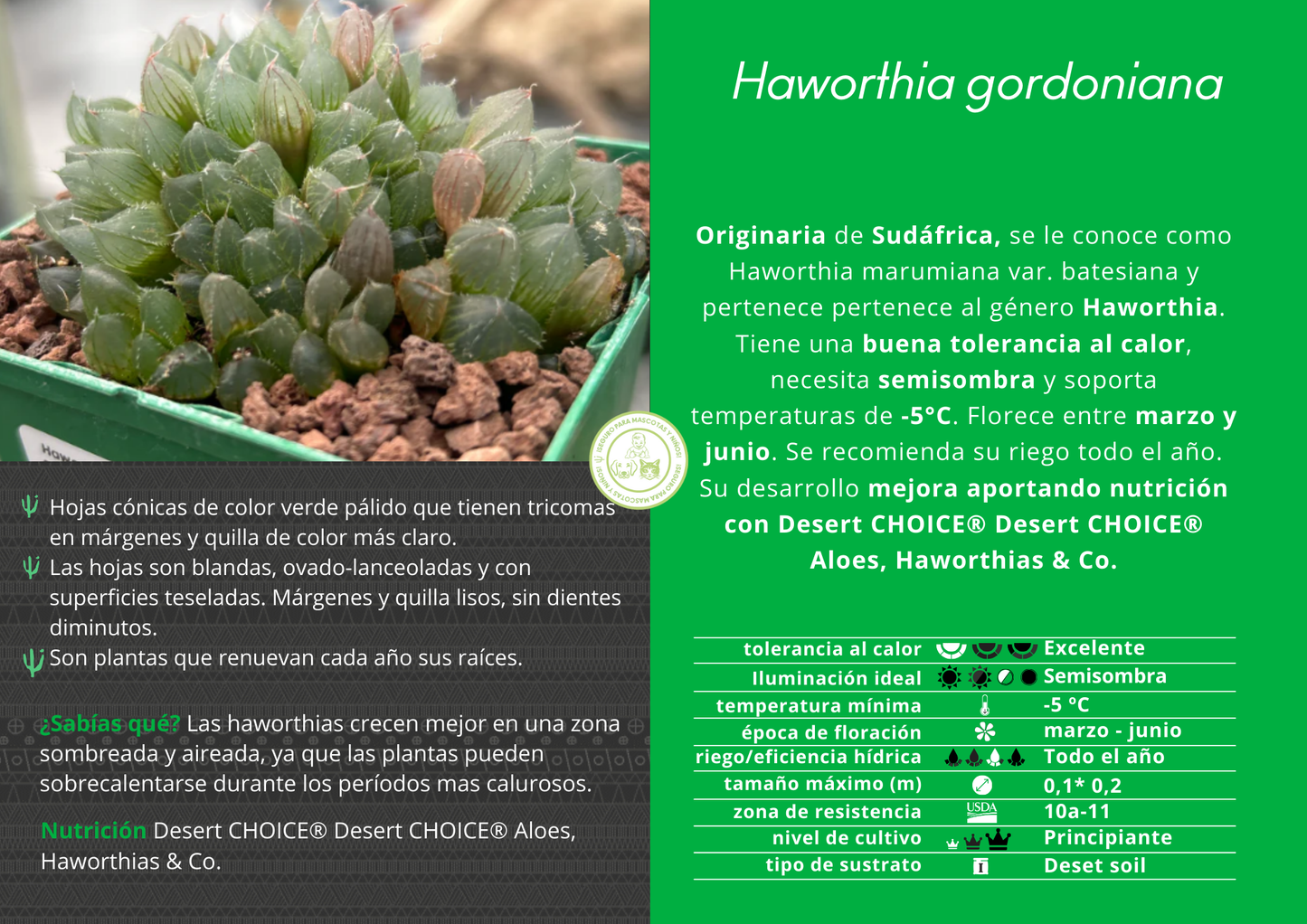 Haworthia gordoniana