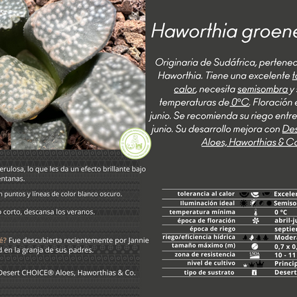 Haworthia groenewaldii