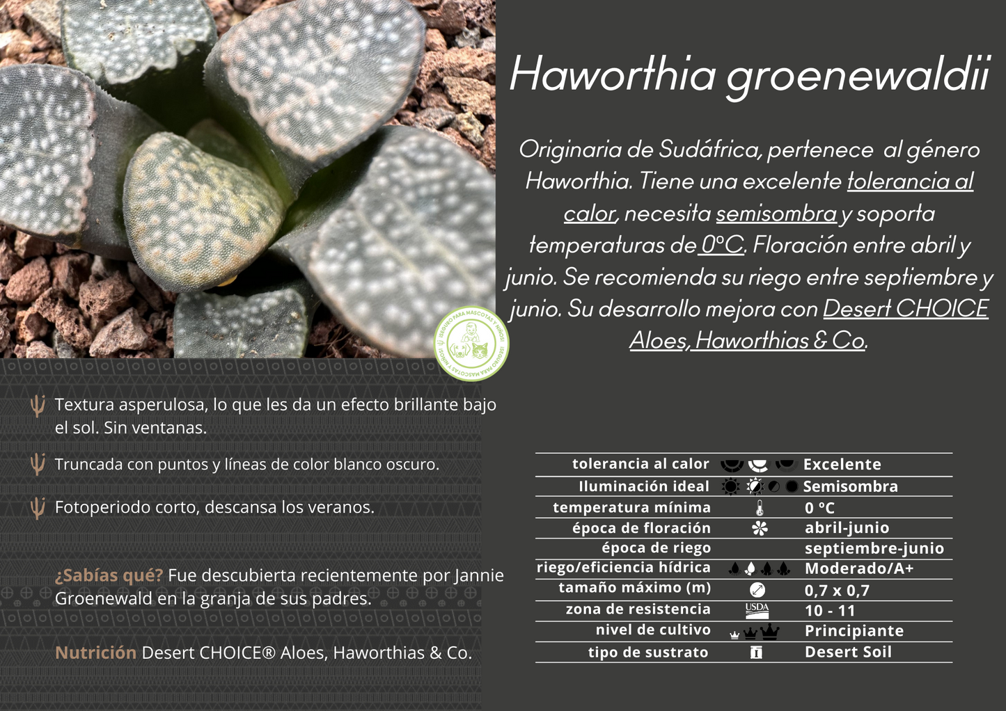 Haworthia groenewaldii
