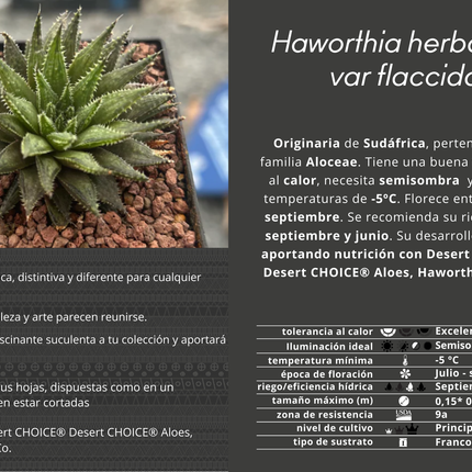 Haworthia herbacea var. flaccid