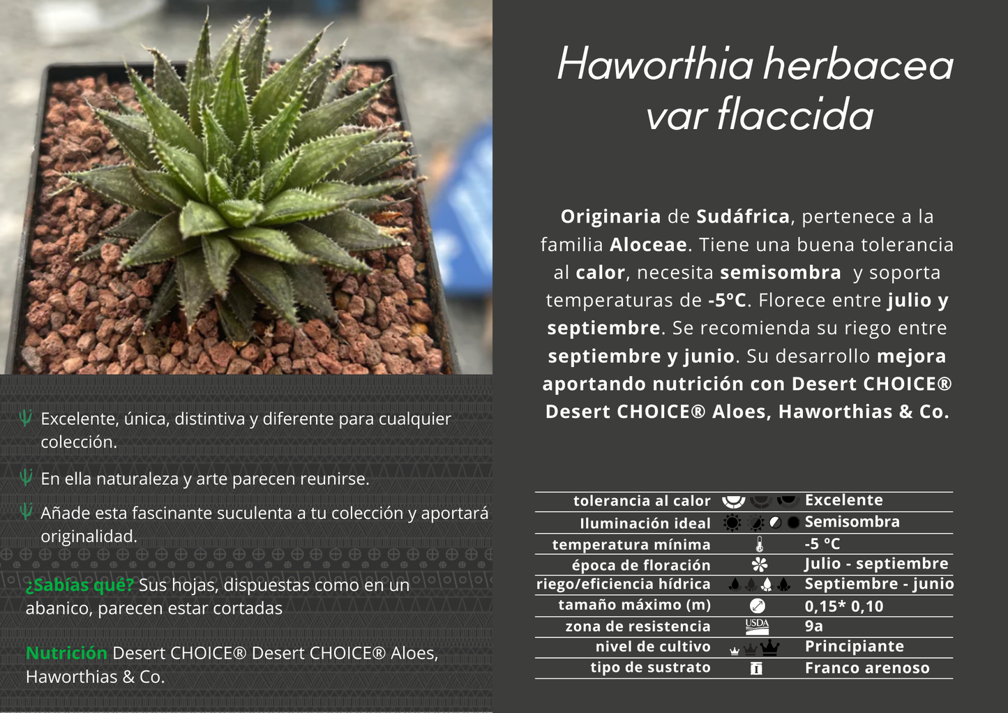 Haworthia herbacea var. flaccid