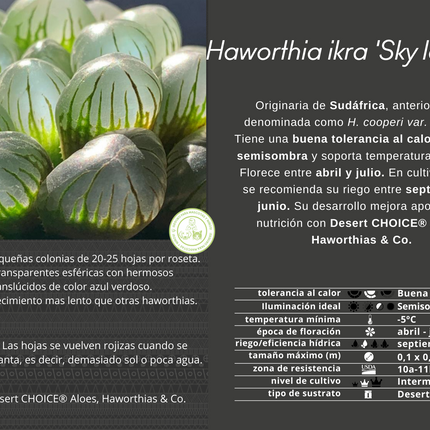 Haworthia ikra ‘Sky lantern’ (H. cooperi var. truncata) ‘Sky lantern’