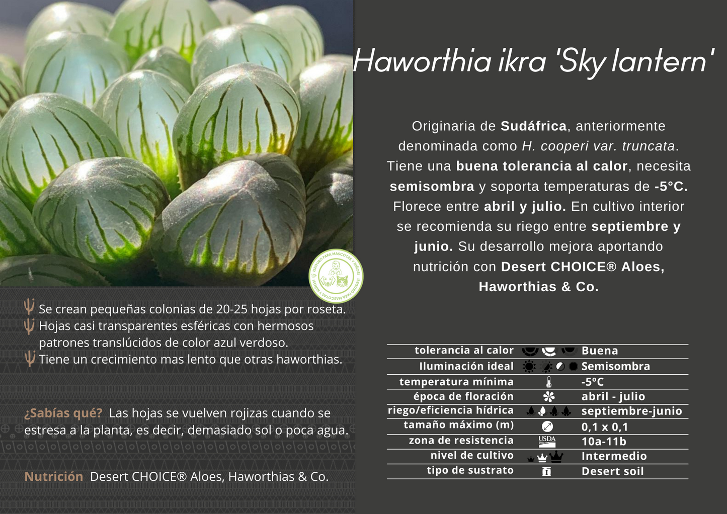 Haworthia ikra ‘Sky lantern’ (H. cooperi var. truncata) ‘Sky lantern’