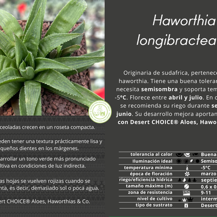 Haworthia longibracteata
