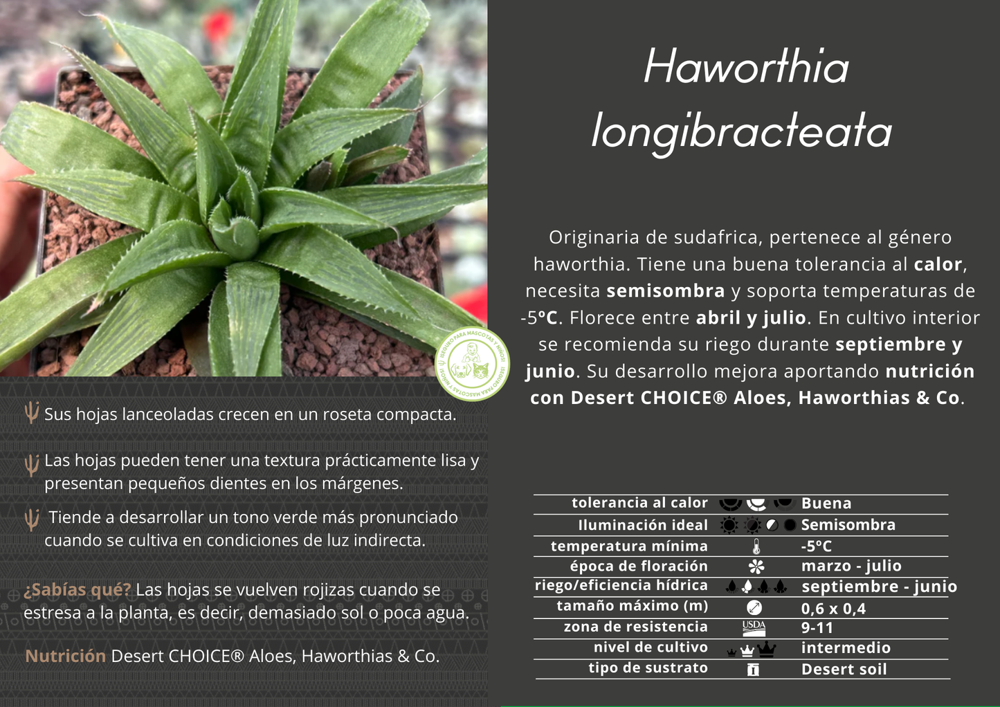 Haworthia longibracteata