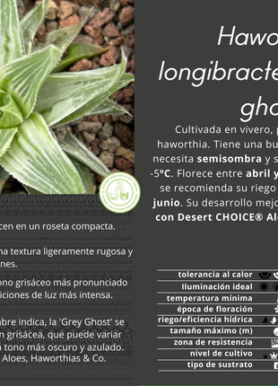 Haworthia cymbiformis 'Grey ghost'