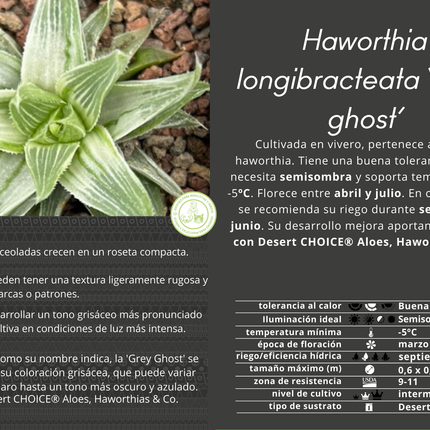 Haworthia „Grey Ghost“