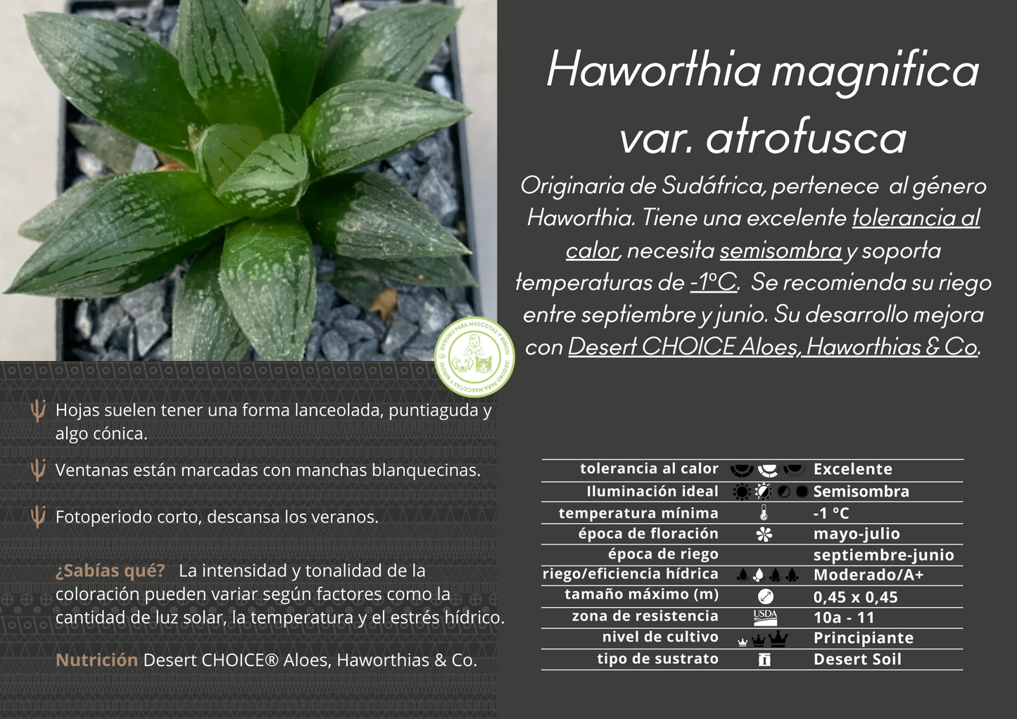 Haworthia magnifica var. atrofusca