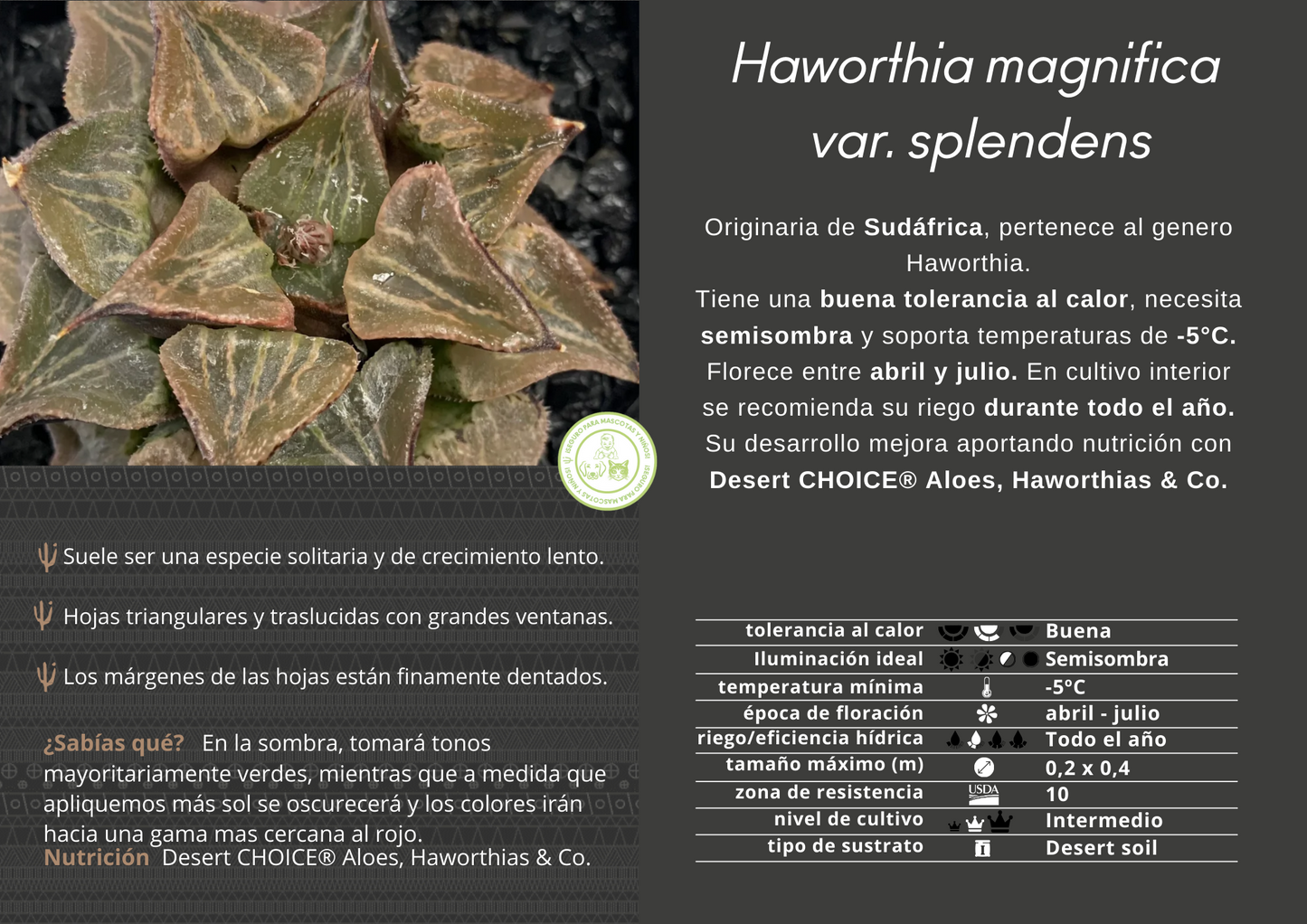 Haworthia magnifica var. splendens Lebenslauf. Natalie