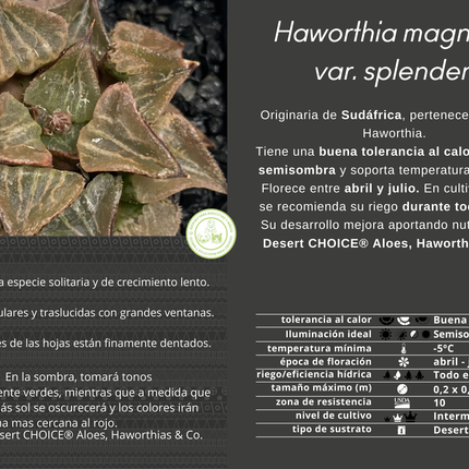 Haworthia magnifica splendens cv. awanko