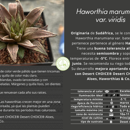 Haworthia marumiana var. viridis