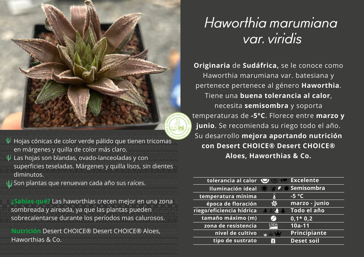 Haworthia marumiana var. viridis