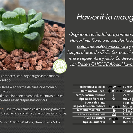 Haworthia maughanii