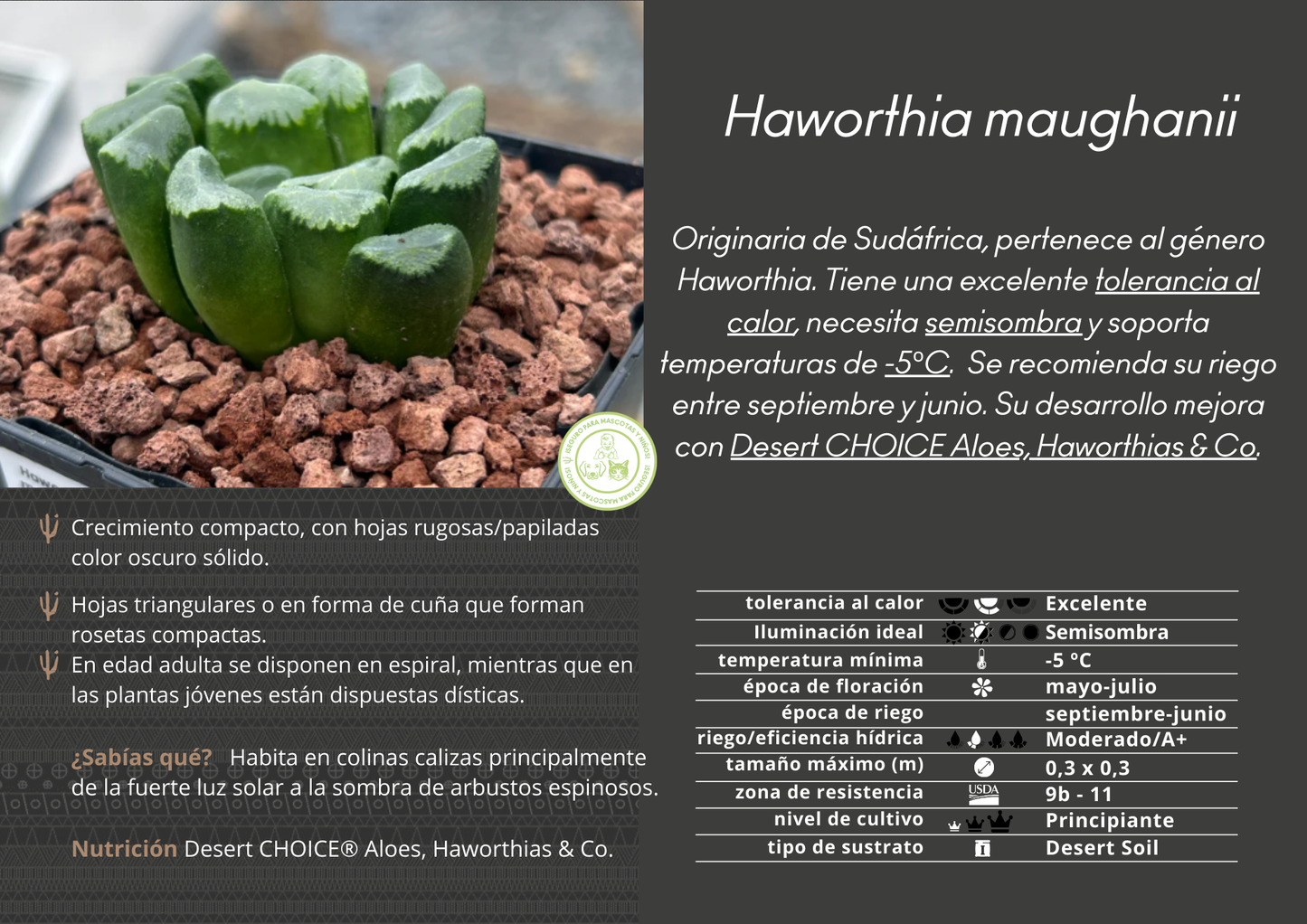 Haworthia maughanii