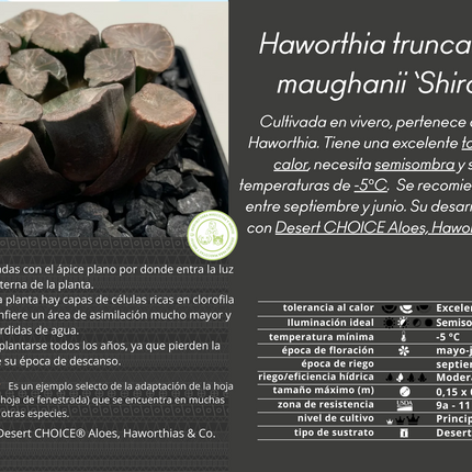 Haworthia maughanii 'Shirotae'