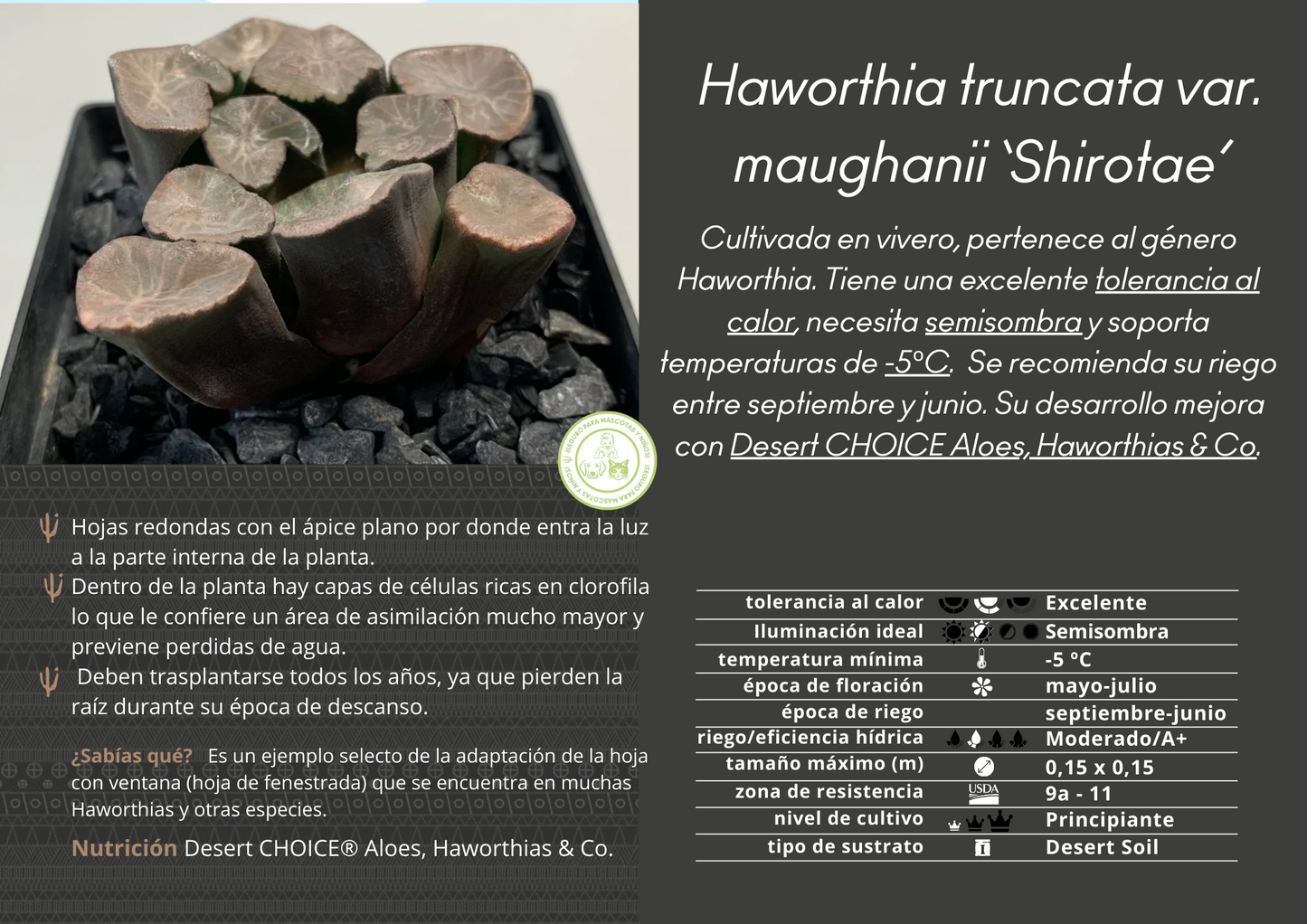 Haworthia truncata var. maughanii 'Shirotae'