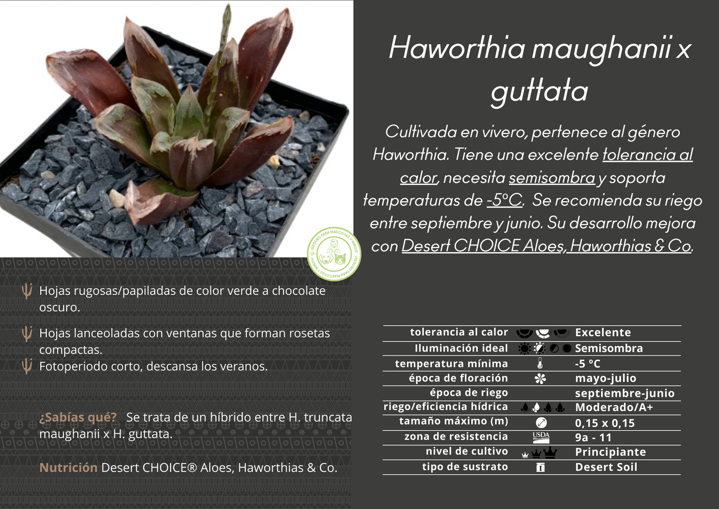 Haworthia maughanii x guttata
