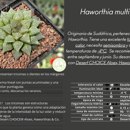 Haworthia multifolia IB16779
