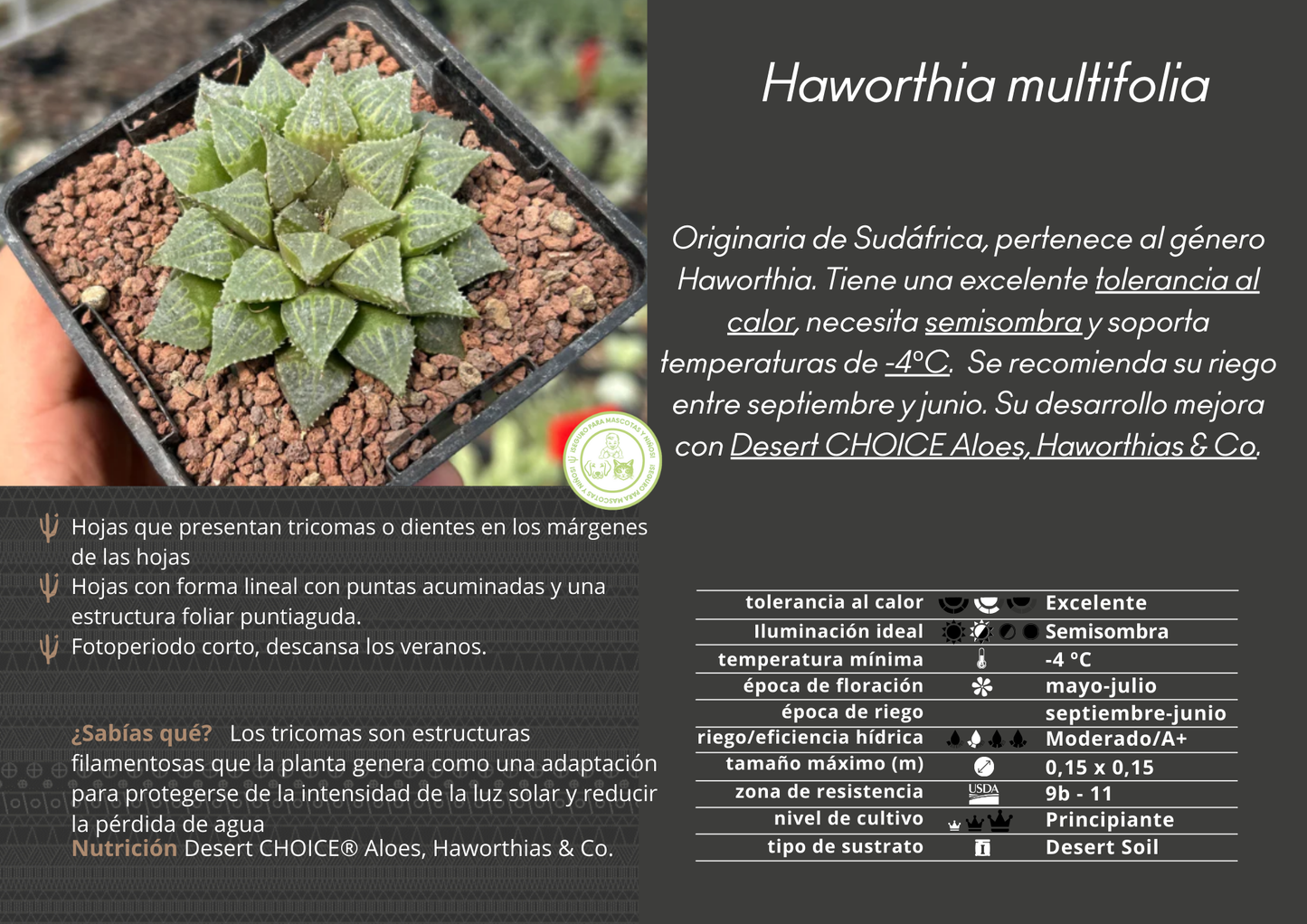 Haworthia multifolia IB16779