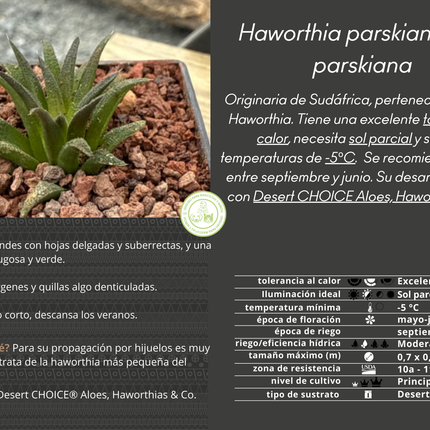 Haworthia parskiana var. Parskian