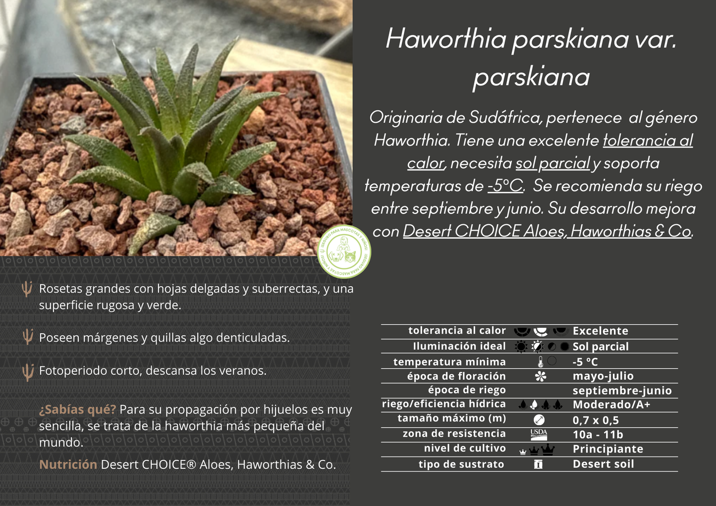 Haworthia parskiana var. parskiana