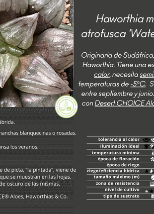 Haworthia atrofusca 'Watermelon Mutant'