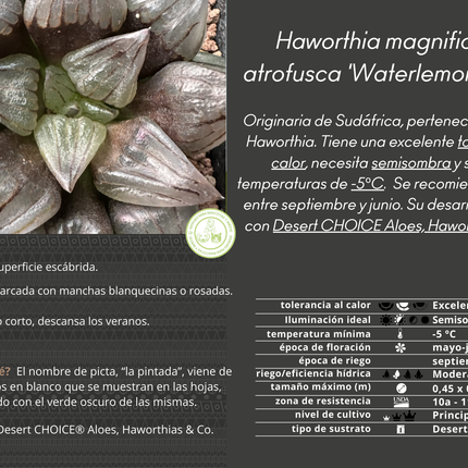 Haworthia atrofusca ‘Watermelon Mutant’