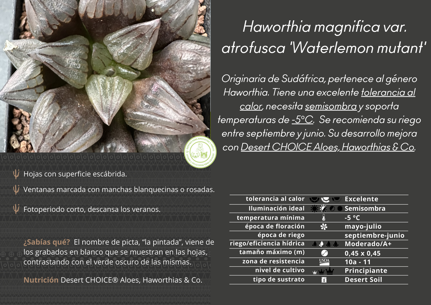 Haworthia atrofusca 'Watermelon Mutant'