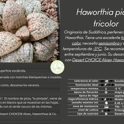 Haworthia picta var. tricolor