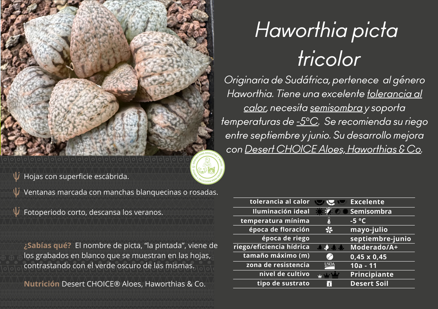 Haworthia picta tricolor