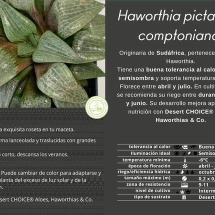 Haworthia picta var. comptoniana