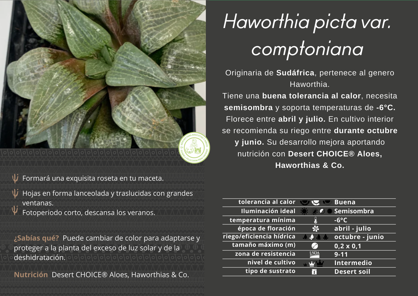 Haworthia picta var. comptoniana