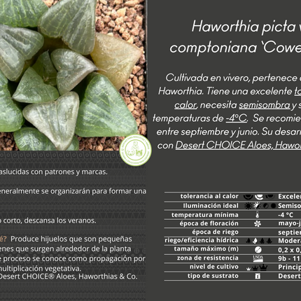 Haworthia comptoniana 'Cowebbing'